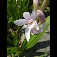 Bletilla Striata (fam. Orchidacees) (Chine) (07)